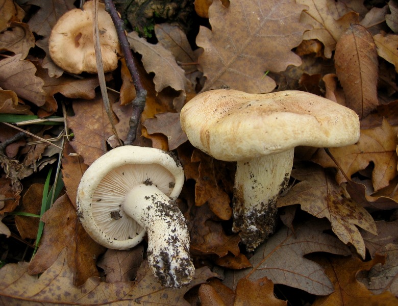 Escursione in querceto, finalmente i funghi!!!